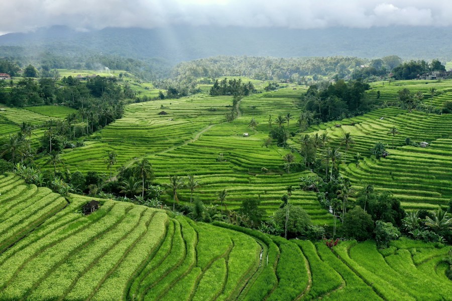 A quiet tropical landscape in Bali