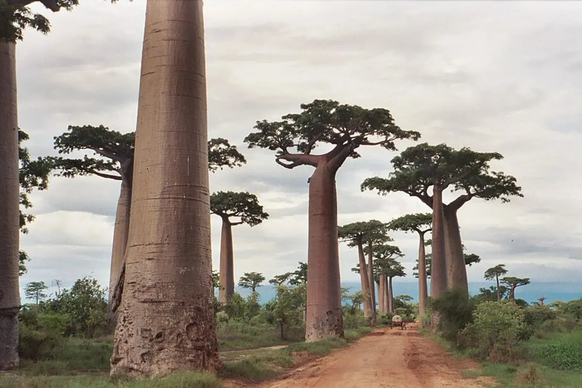 Madagascar landmark travel destination