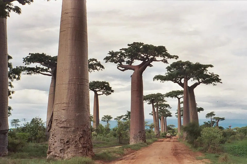 Madagascar